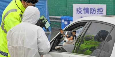 Detectan el posible primer caso de infección de un perro con el nuevo coronavirus - ADN Paraguayo