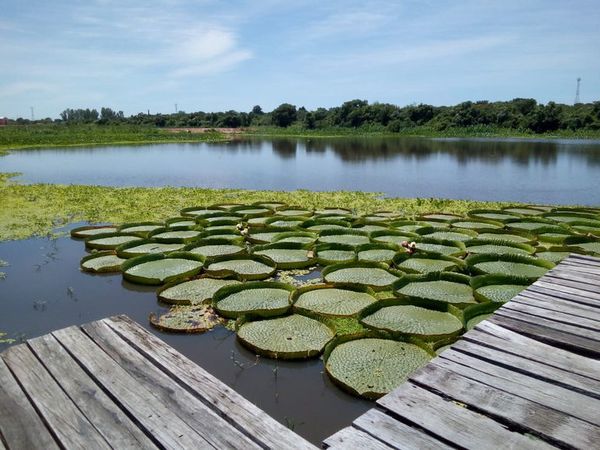 El Yacaré yrupê despliega su verdor en aguas del río Paraguay - Nacionales - ABC Color