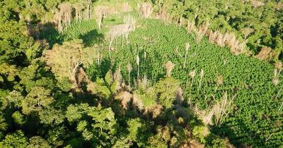Senad elimina plantación de marihuana en Morombí