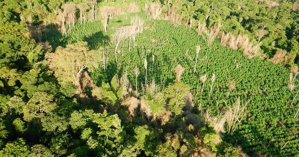 Senad elimina plantación de marihuana en Morombí