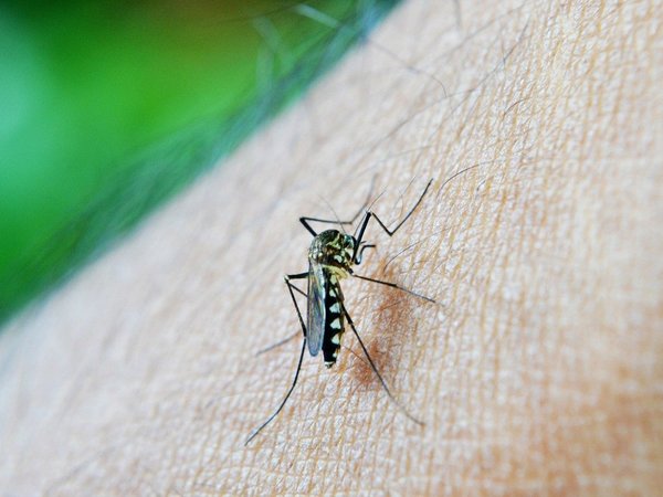 Confirman segunda muerte por dengue en Argentina en lo que va de 2020