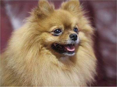Un perro fue puesto en cuarentena, tras dar positivo al coronavirus