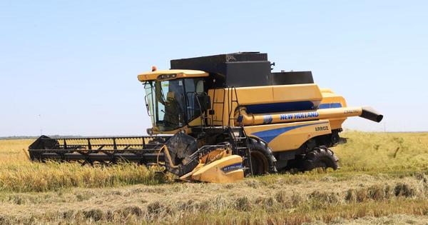 Marito anuncia producción record de arroz, sésamo y soja