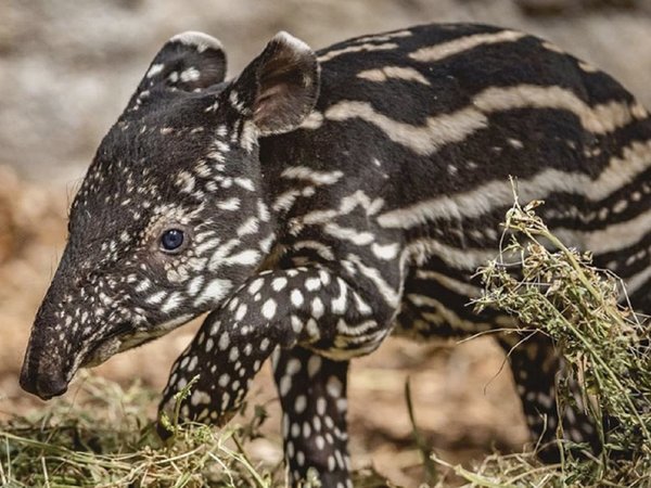 Nace en Nicaragua nuevo tapir en cautiverio