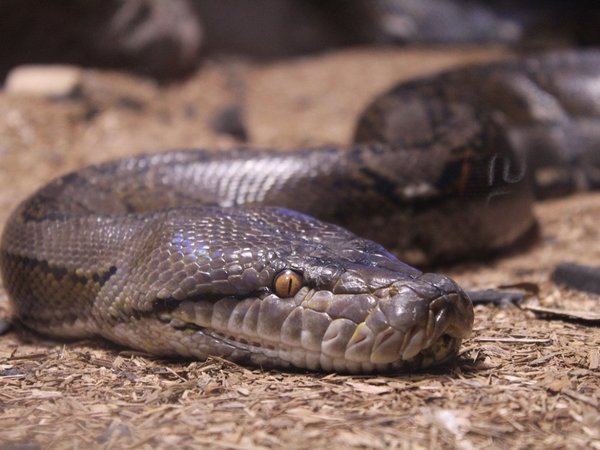 Veterinarios salvan la vida de serpiente pitón que tragó una toalla