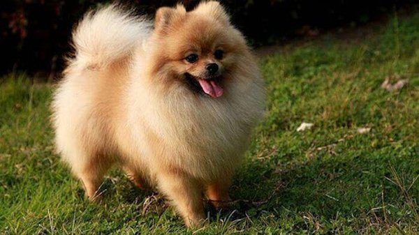 Un perro dio positivo al coronavirus | Noticias Paraguay