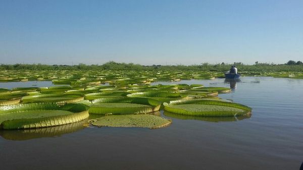 Jakare yrupê oipyso sa’y rovy’û río Paraguay jerére - ABC Remiandu - ABC Color