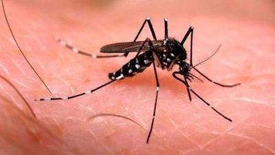Dengue; ya son 1040 los casos notificados en Misiones - Digital Misiones