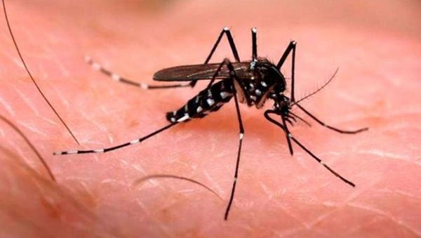 Dengue; ya son 1040 los casos notificados en Misiones - Digital Misiones