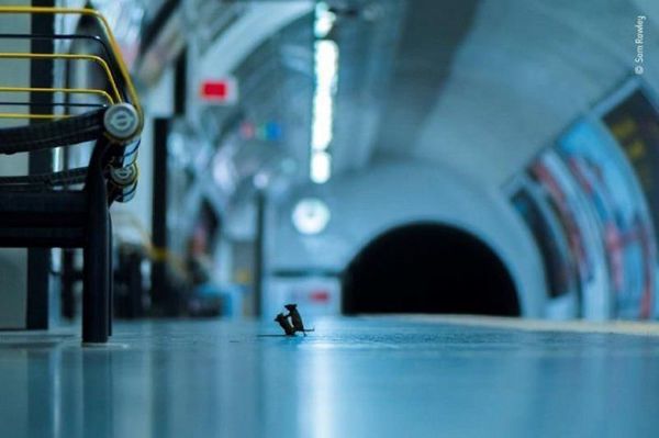 Pelea de ratones en metro de Londres, mejor foto de naturaleza del año - Digital Misiones