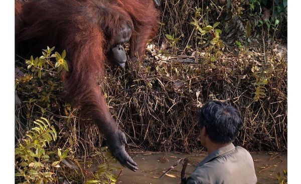Orangután vio a un hombre vadear en agua infestada de serpientes y decidió ofrecer una mano amiga - Digital Misiones