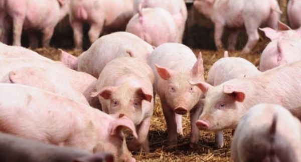 La carne de cerdo va ganando terreno