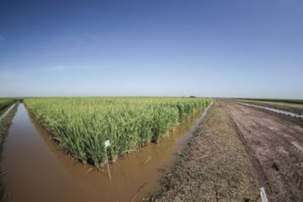 Proyectan transformar zonas inundables en tierras aptas para la producción agrícola