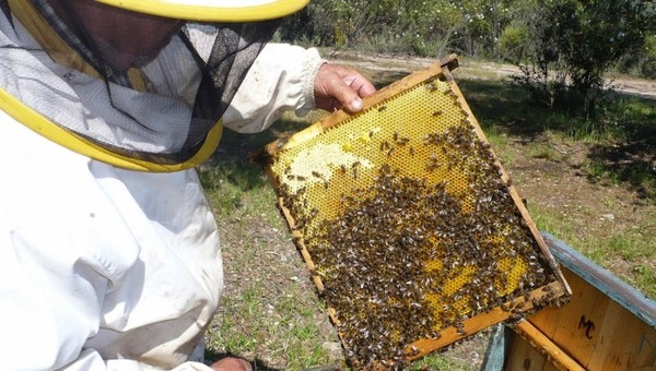 Apuntan al desarrollo de la apicultura tras un complicado 2019