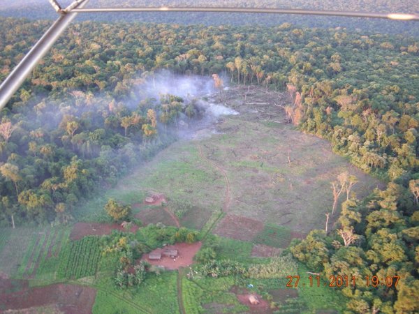 Bosque Atlántico: Deforestación se acentuó en los últimos años, sin acciones reales del Estado