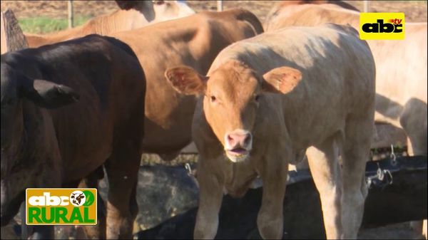 Programa 15: Sistema de restricción de terneros - ABC Rural - ABC Color
