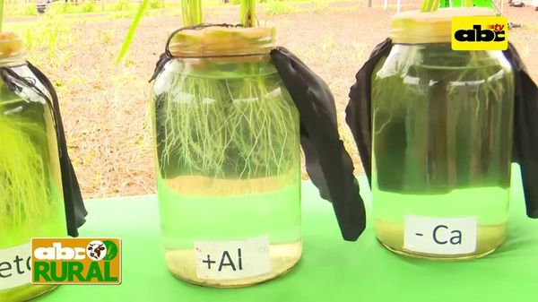 Programa 15: Compactación de suelos - ABC Rural - ABC Color