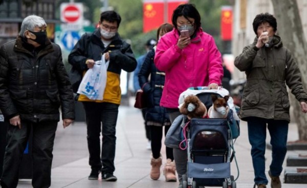 Coronavirus da positivo en un perro