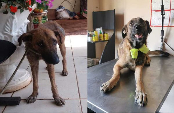 Rifa solidaria para construir un refugio a perros y gatos rescatados - Nacionales - ABC Color