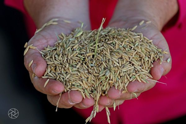Jornada del Arroz