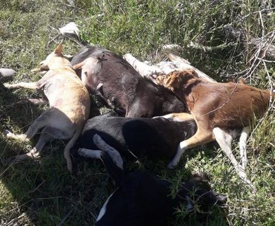 Denuncian matanza de perros en estancia del Chaco