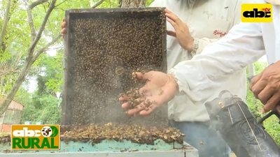 Programa 15: Cómo manejarse en un apiario - ABC Rural - ABC Color