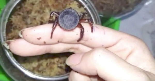 El rejoj araña retrasa un poco