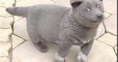 Rarófilo “perro-gato” es un fenómeno en las redes