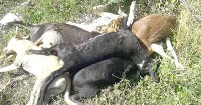 ¿Asesinan a los jagua’i en estancia chaqueña?