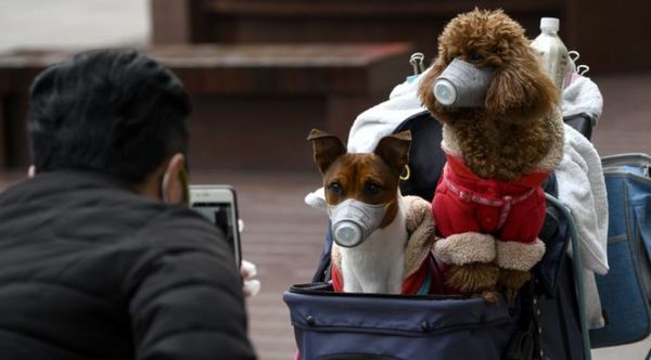 Un perro da positivo al coronavirus en Hong Kong