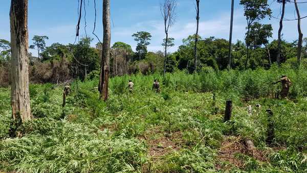 Anulan 255 toneladas de marihuana en tres días de operación en la Reserva Morombí | .::Agencia IP::.