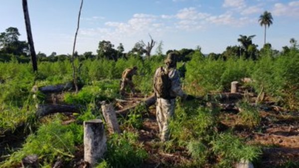 Anulan 255 toneladas de marihuana en tres días de operación en la Reserva Morombí » Ñanduti