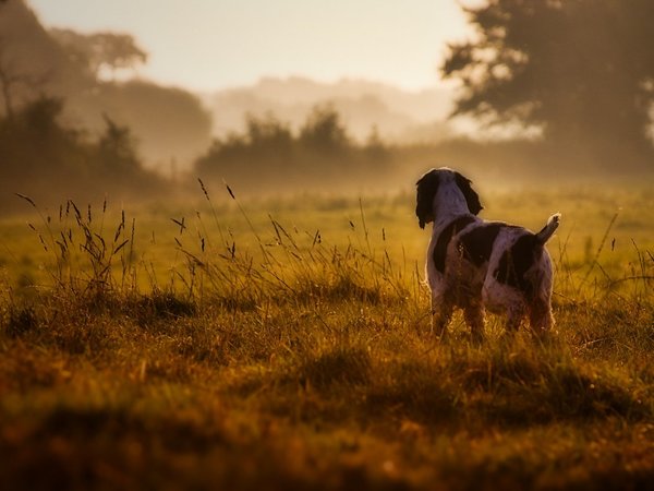 Investigan masacre de perros cometida en una estancia del Chaco