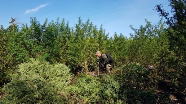 HOY / Anulan 255 toneladas de marihuana en la Reserva Morombí