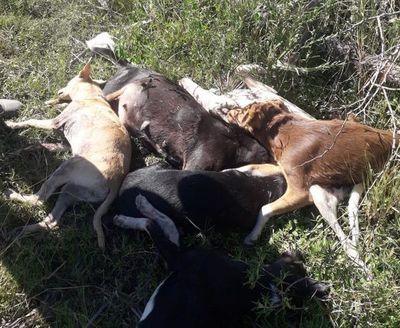 Perros fueron asesinados a balazos en el Chaco - ADN Paraguayo