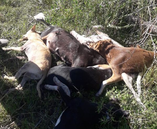 Perros fueron asesinados a balazos en el Chaco - ADN Paraguayo