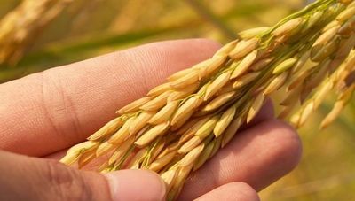 De US$ 64 millones a US$ 239 millones: así crecieron las exportaciones de arroz