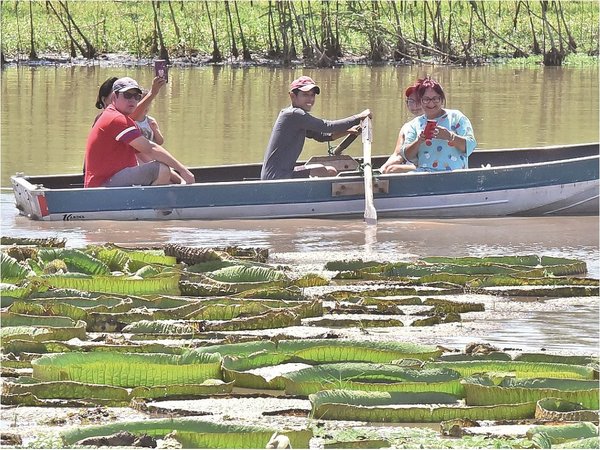 Plantas del jakare yrupe están de regreso, pero en menor cantidad