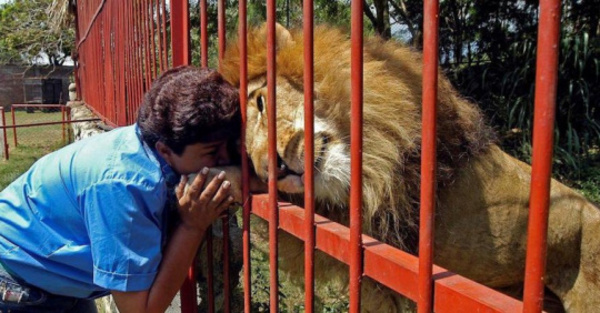 La historia del león Júpiter que le conmueve al rollete