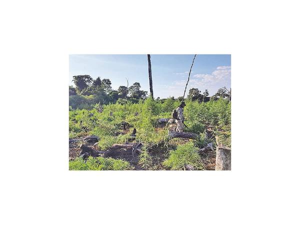 Agentes anulan 85 hectáreas de marihuana en Campos Morombí