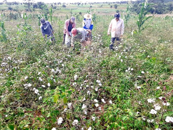 Piden G. 10.000 por cada kilo de algodón