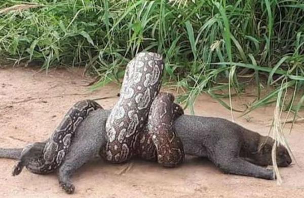 Trabajadores rescatan a un puma atrapado por una boa constrictor - C9N
