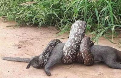 Trabajadores rescatan a un puma atrapado por una boa constrictor - SNT