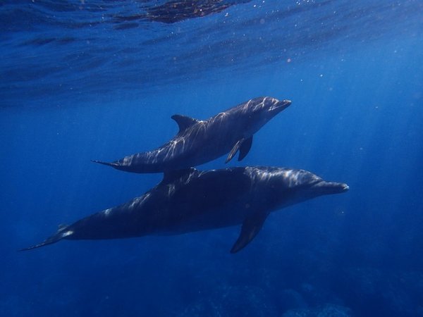 Aumentan recompensa por información sobre muerte de delfines en EEUU