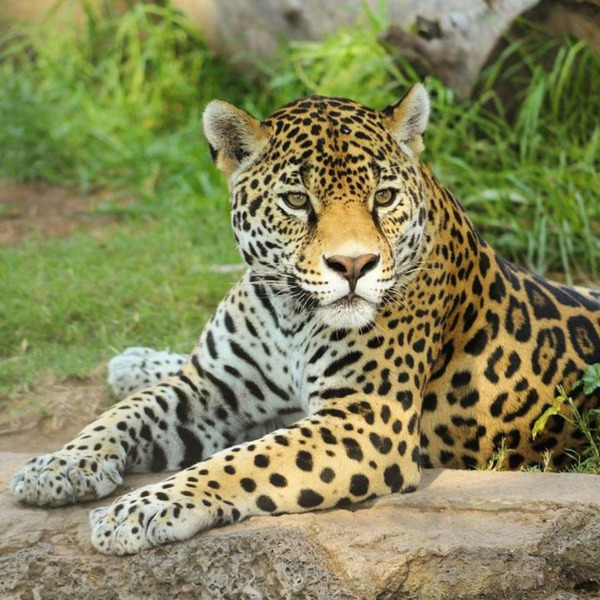 3 de marzo: Día Mundial de la Vida Silvestre » Ñanduti