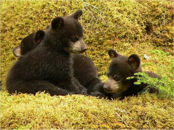 Tres ositos son abandonados frente a un albergue de animales