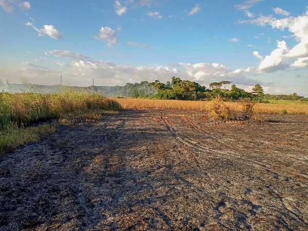 Quemaron plantación de SOJA en la zona de O’LEARY
