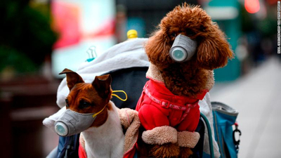 Tras segunda prueba, confirman caso de perro con coronavirus en Hong Kong
