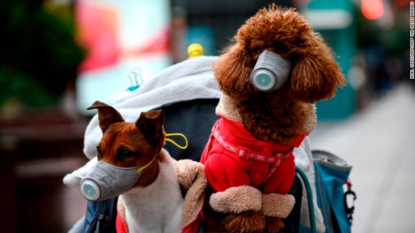 Tras segunda prueba, confirman caso de perro con coronavirus en Hong Kong