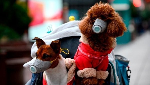 No se salva nadie: Confirman que perro dio positivo al coronavirus en Hong Kong
